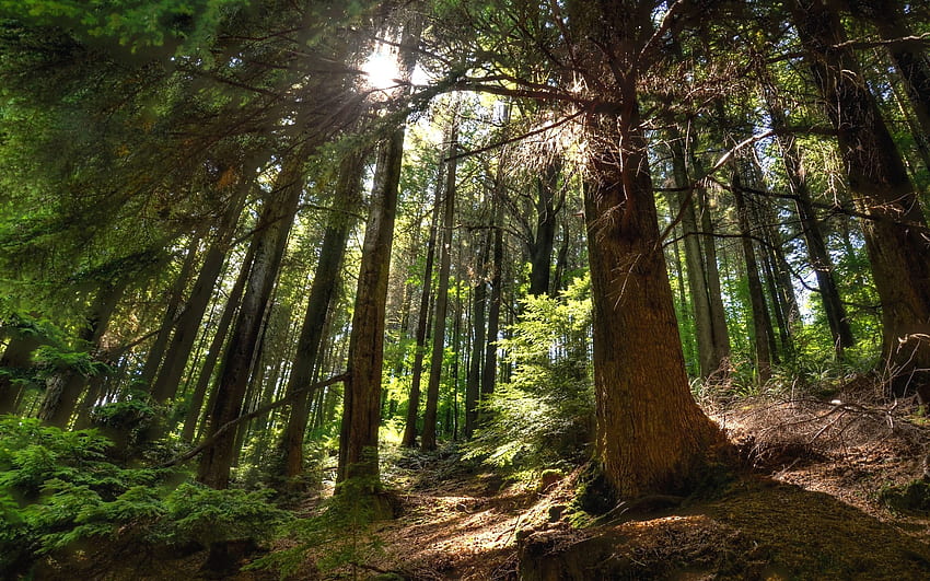 Forest in England, trees, sunshine, England, forest HD wallpaper