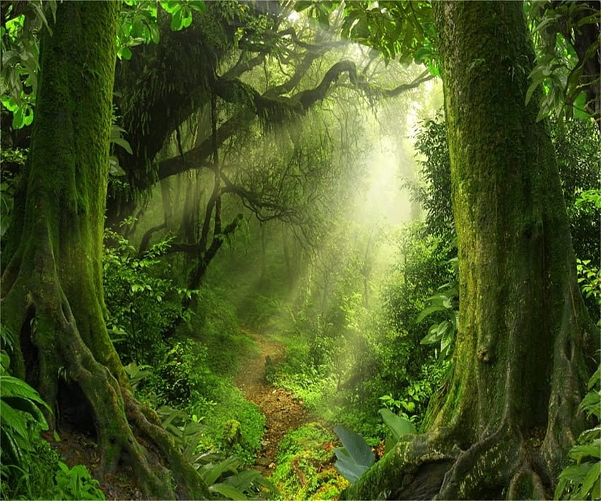 LFEEY ft 魔法の森の背景 夢のようなジャングル 霧の多い自然 風景 背景 おとぎ話 かすんでいる楽園 ファンタジー ワンダーランド ぼかし 森の小道 緑の木 スタジオ小道具 : カメラ & 高画質の壁紙