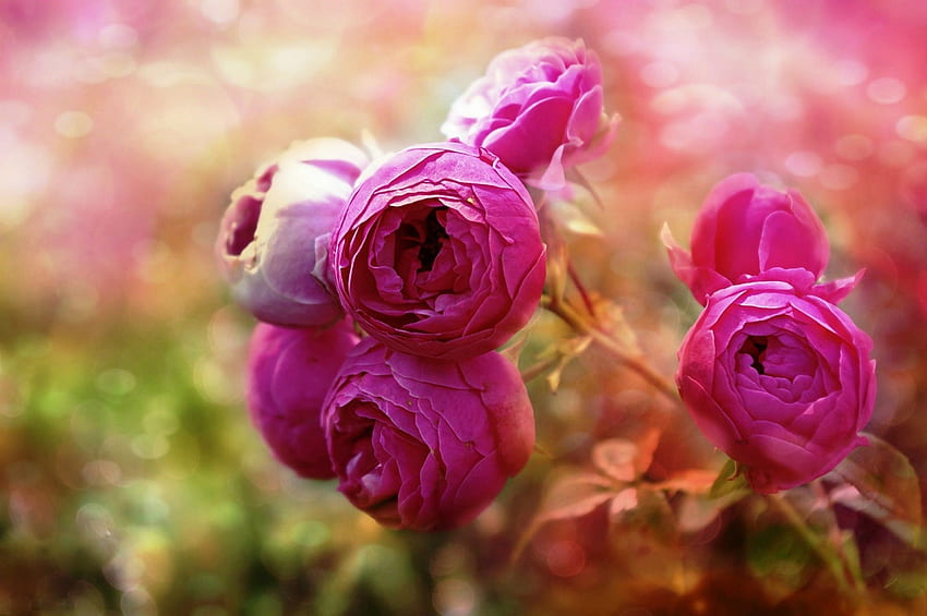 Ранункулус, лято, розово, цвете HD тапет