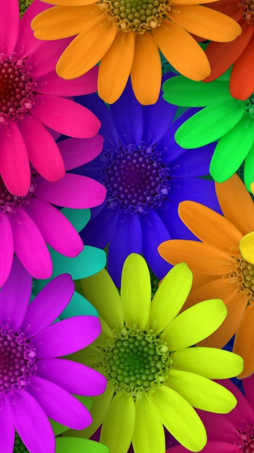 Lindas flores de colores Arco-Iris. Hübsche Regenbogenblumen. Fondos de pantalla de primavera, Fondos de pantalla naturaleza, Ideas de pantalla fondos, Rainbow Daisy HD-Handy-Hintergrundbild