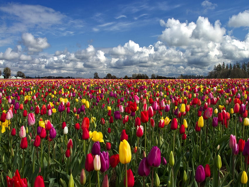 campo de tulipas, tulipa, campo papel de parede HD