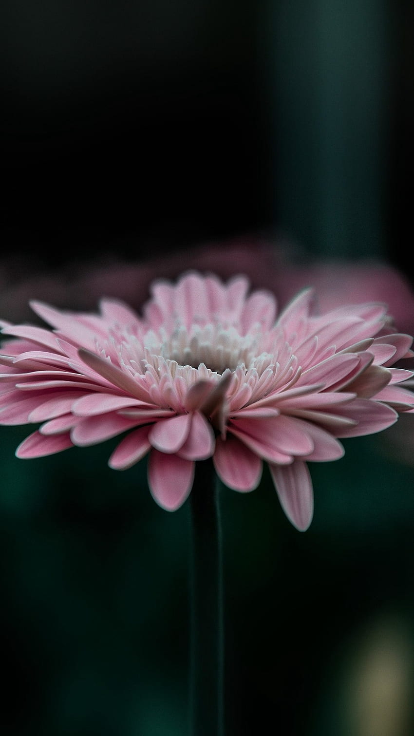 Flower Pink Calm Nature Bokeh - Peaceful Beautiful For iPhone - , Peaceful Flowers HD phone wallpaper