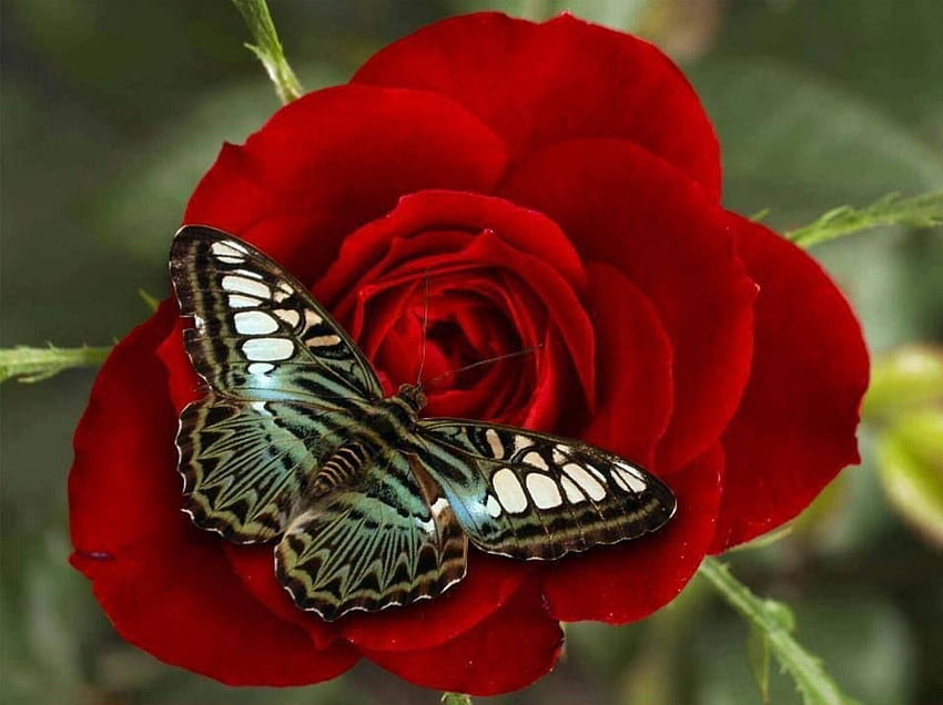 Butterfly on Red Rose, animal, rose, butterfly, red, insects HD wallpaper