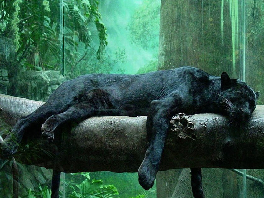 Pet Black Tiger Black, Panther Animal HD wallpaper