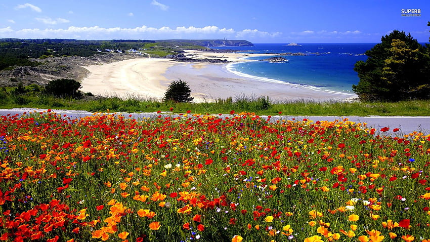 Flowers Gorgeous Flowery Beach Colorful Ocean Road Sky HD wallpaper