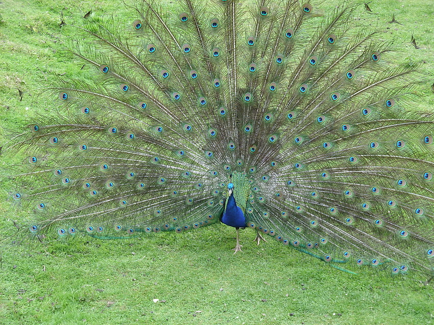 Peacock Showing Fan of Feathers, peacock feathers, peacock HD wallpaper