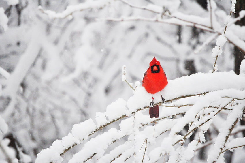 Cardinals In Winter Images – Browse 16,193 Stock Photos, Vectors, and Video  | Adobe Stock