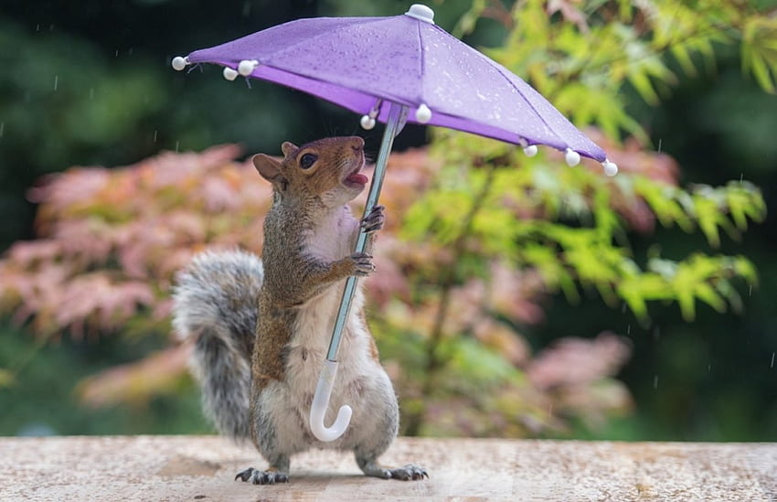 Радостта е сух чадър, животно, дъжд, сладък, забавен, катерица HD тапет