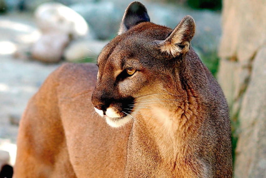 The ..Puma ..Lion..and Cougar, wild cat, nature, america, cougar HD wallpaper