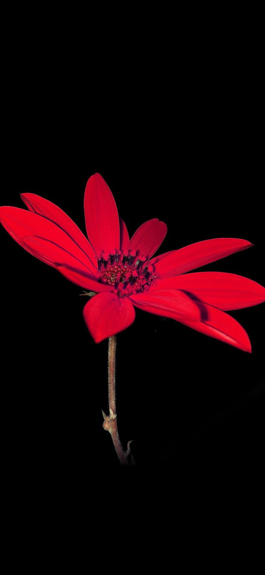 Bunga Merah Alam, Gelap, Merah Alam iPhone wallpaper ponsel HD