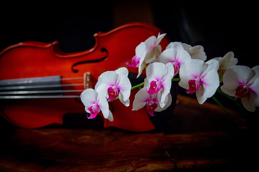Flowers, Branch, Bicolor, Orchid, Violin, Two-Color HD wallpaper