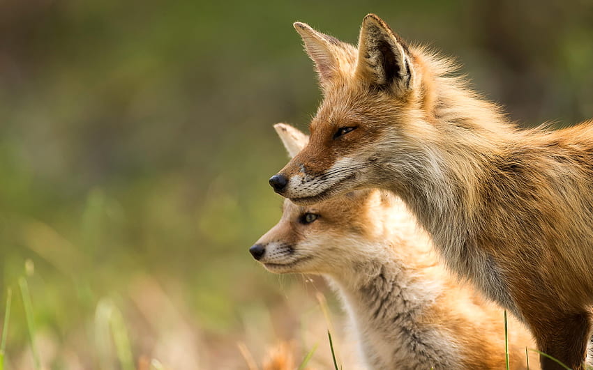 Foxes, animal, cub, couple, vulpe, cute, orange, fox HD wallpaper