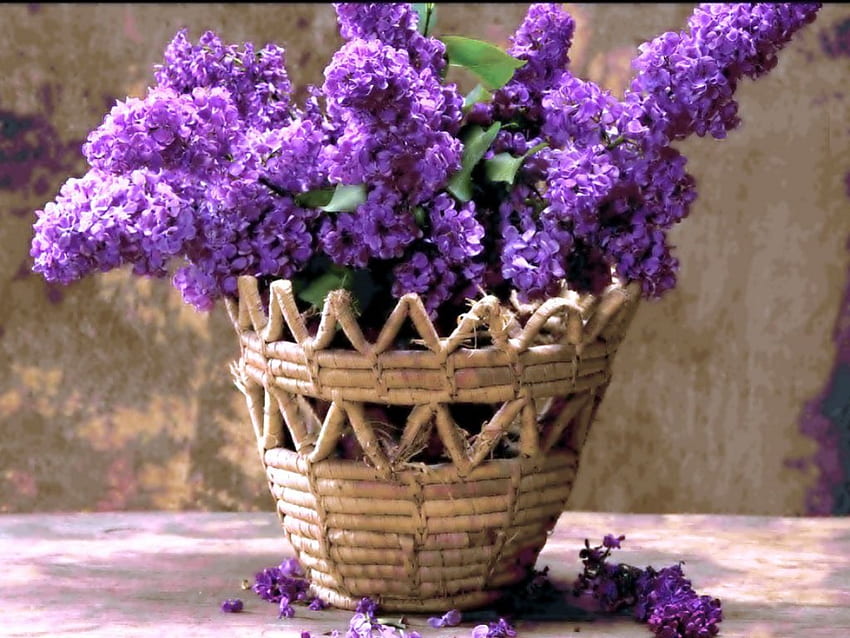 Lilac basket, basket, lilacs, purple, flowers HD wallpaper
