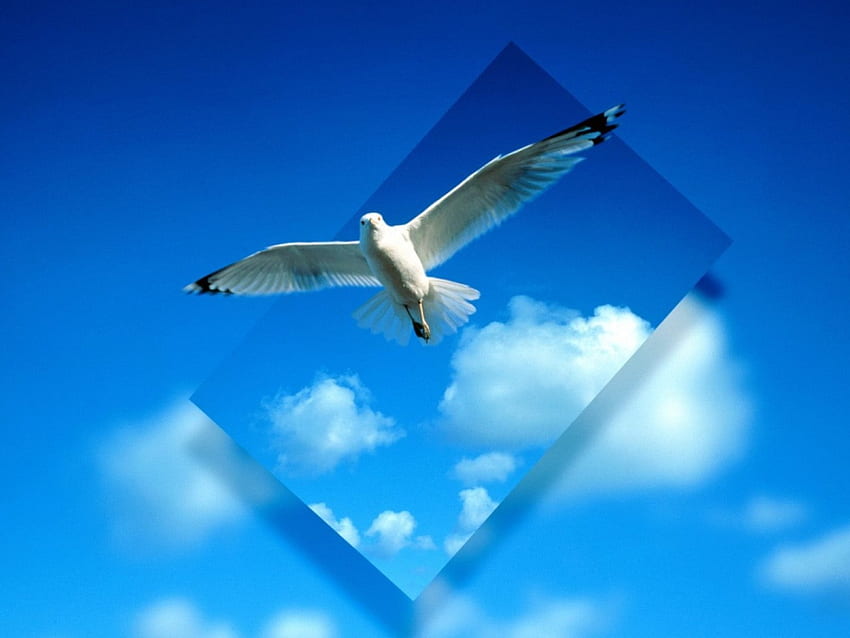 Ganando perspectiva, cielo, pájaro, perspectiva fondo de pantalla