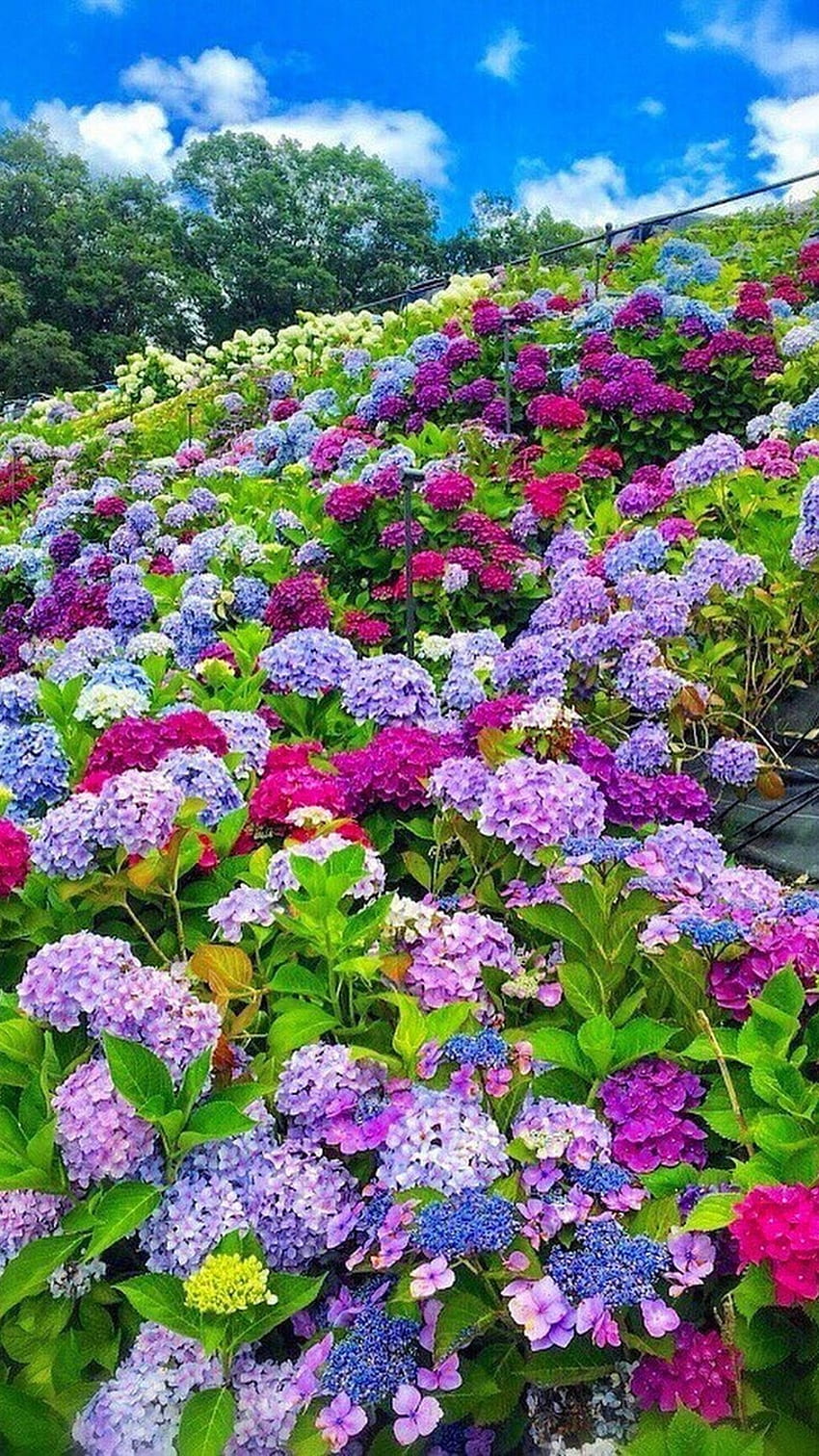 아름다운 꽃, 꽃 정원 HD 전화 배경 화면