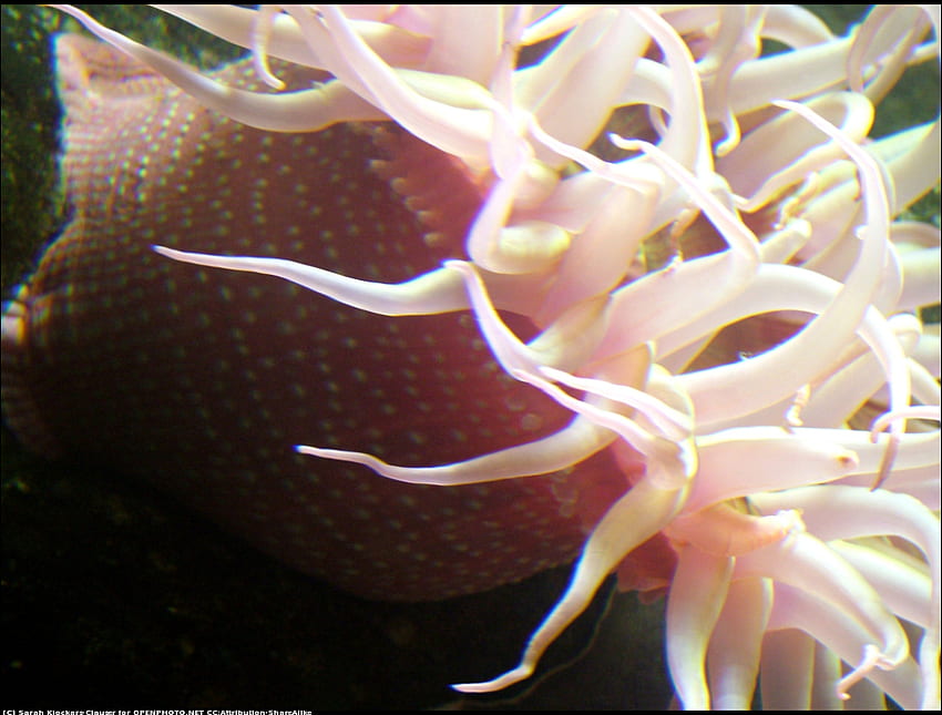 ดอกไม้ทะเล สีชมพู ยอดนิยม สีสัน ความงาม วอลล์เปเปอร์ HD