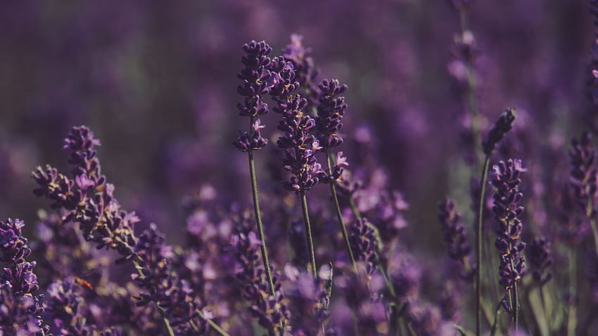 lavender, flowers, field, purple, bloom full , tv, f, background HD wallpaper