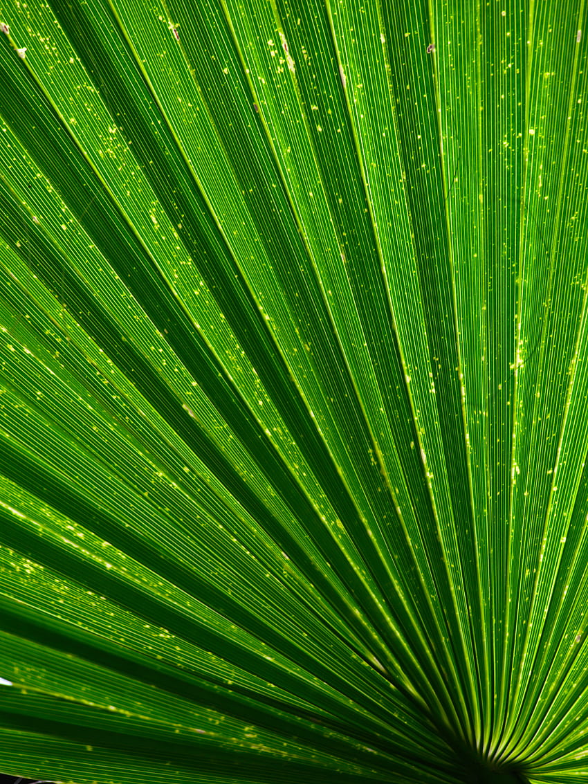 Plant, Texture, Textures, Palm, Leaflet HD phone wallpaper