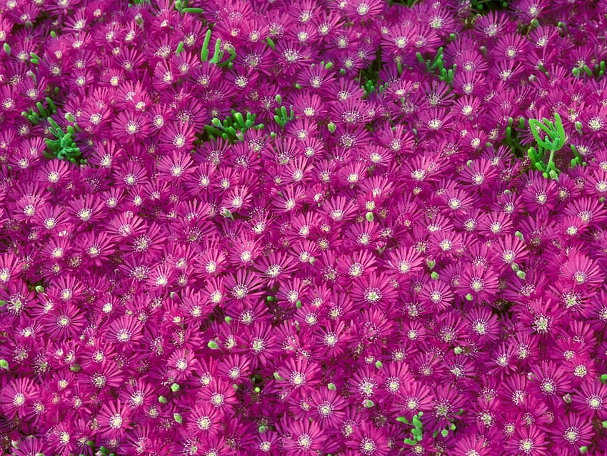 พืช ดอกไม้ สีม่วง วอลล์เปเปอร์ HD