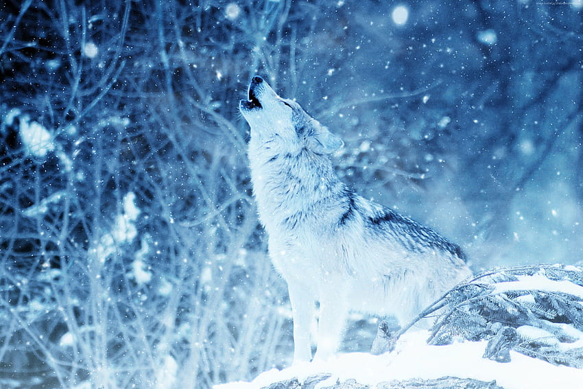 Lobo Winter Snow, Leão Uivante papel de parede HD
