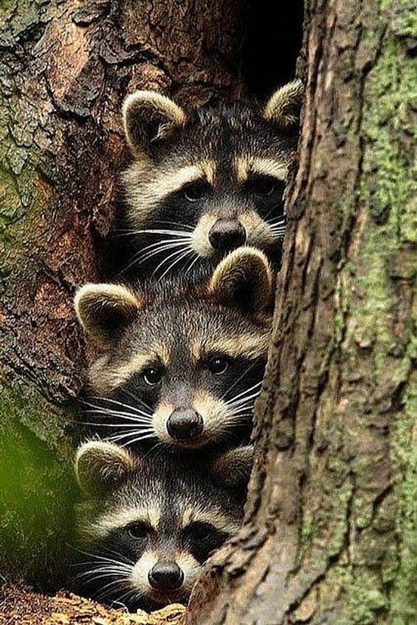 Cute Raccoon Wallpapers  Top Free Cute Raccoon Backgrounds   WallpaperAccess