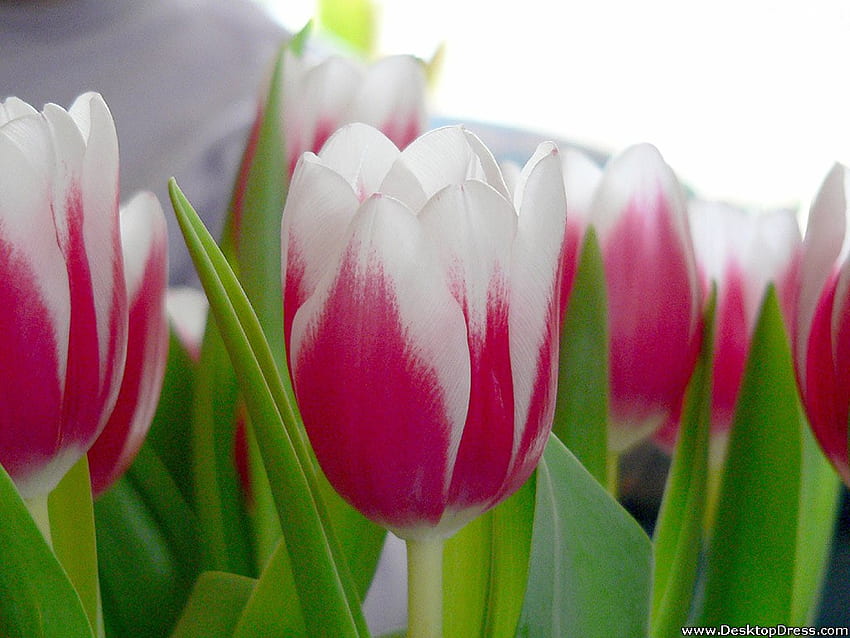 De flores Hermosos tulipanes blancos rosados, tulipanes blancos fondo