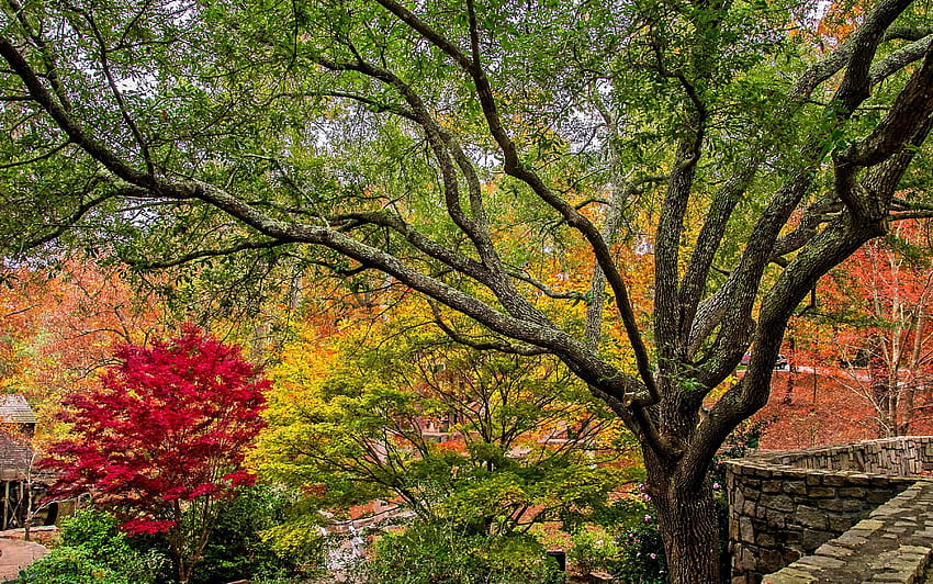 Plant, Parks, Park, High Definition, Foliage, Nature, usa, Beautiful Foliage HD wallpaper Pxfuel