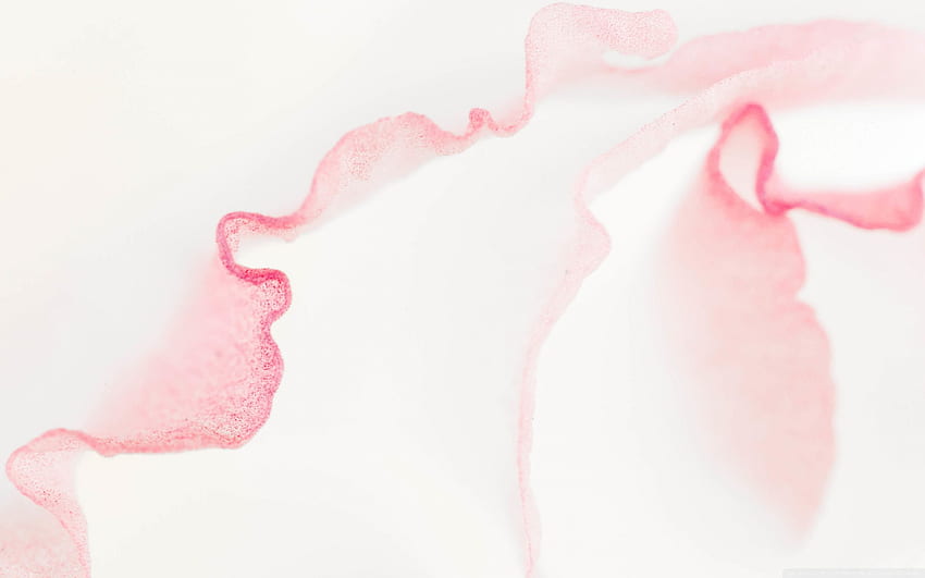 Lisianthus Light Pink Flower Macro ❤, Pale Pink HD wallpaper