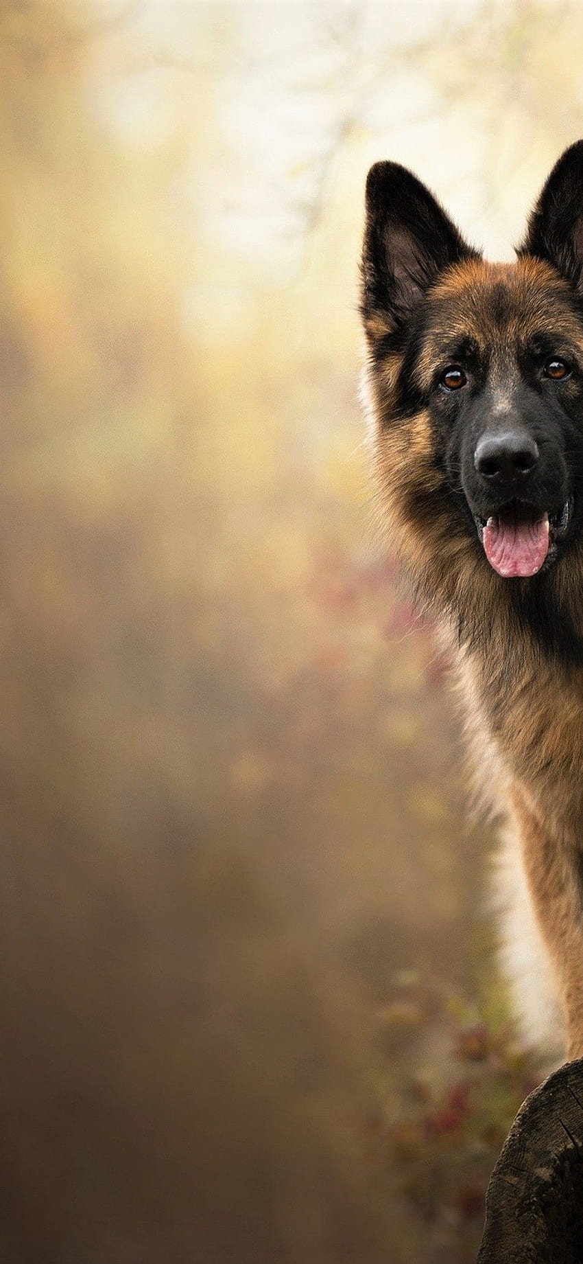 Deutscher Schäferhund, Hunde für iPhone X HD-Handy-Hintergrundbild