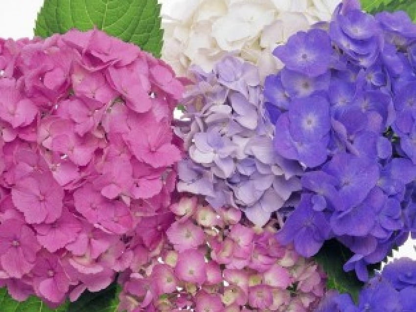 NATAL ROSE, cluster, taman, hydrangea, tiga warna, bunga, mekar Wallpaper HD