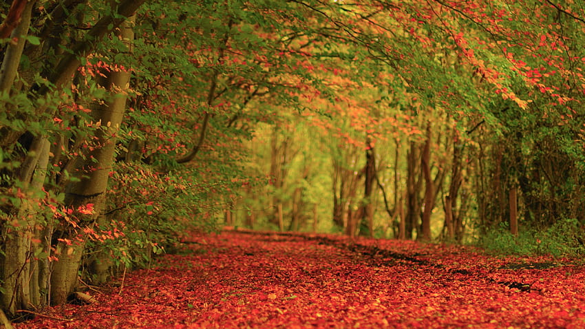 Листа Земя Есенен килим Червен фон Ултра [] за вашия мобилен телефон и таблет. Изследвайте есента. , , Есен 8к HD тапет