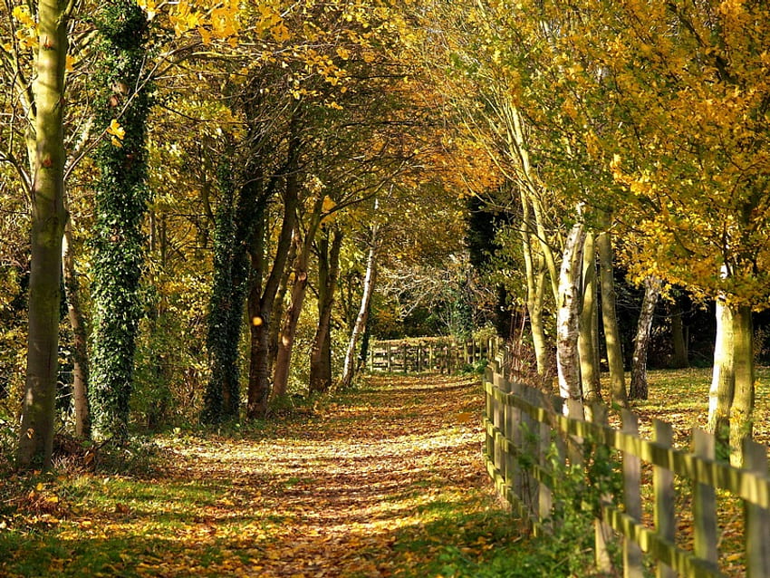 Ferry Meadows, Peterborough in November, trees, autumn, leaves, birch HD wallpaper