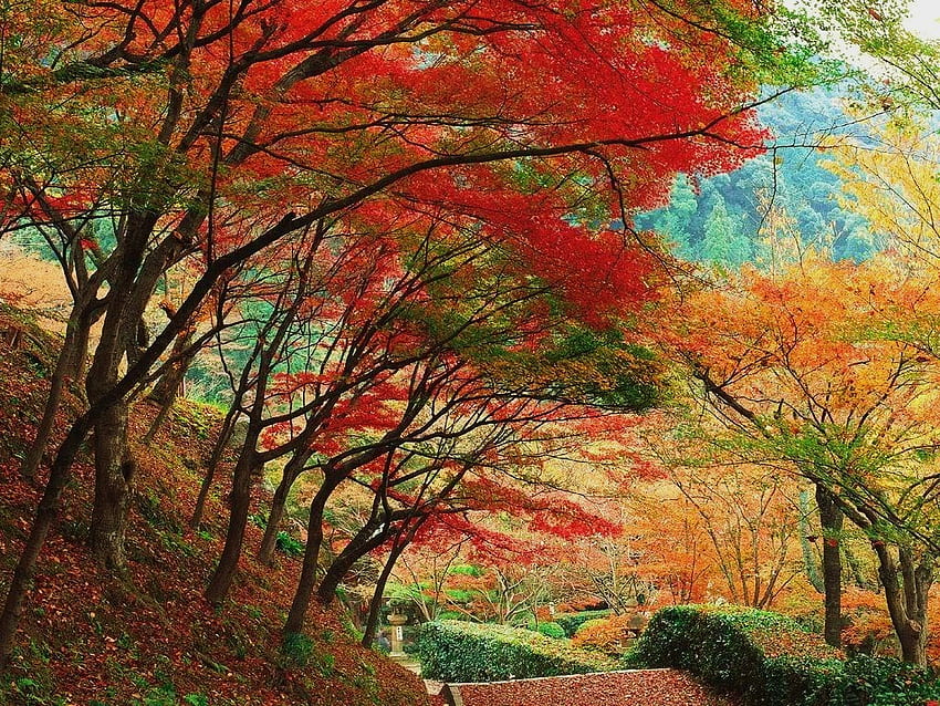 정원 길 아래로, 노란색 녹색 가지 아치형 통로, 가을, 빨강, 나무, 색상, 주황색, 산책로 HD 월페이퍼