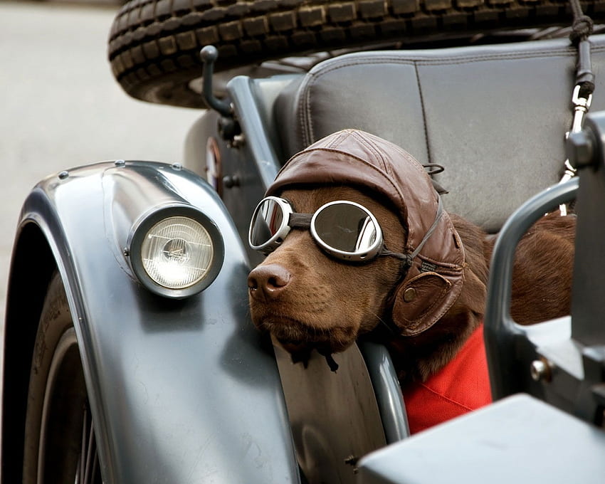motorbike dog, dogs, cute, funny, animals HD wallpaper
