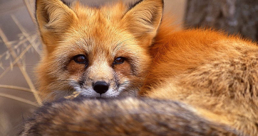 Red fox ultra . Pet fox, Animals, Animals beautiful HD wallpaper | Pxfuel