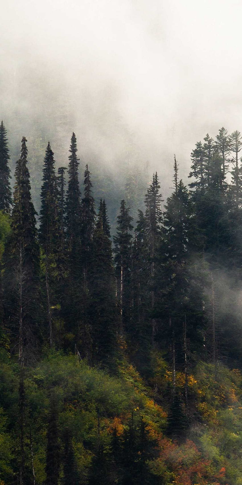 Foggy Forest , Foggy Aesthetic HD phone wallpaper | Pxfuel