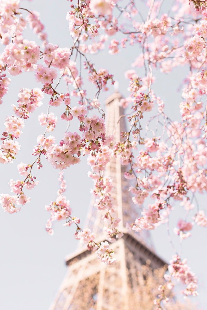 Paris graphy Accolade Cherry Blossoms at the Eiffel. Etsy. Pink background,  Pastel pink aesthetic, Cherry blossom, Paris in Spring HD phone wallpaper |  Pxfuel