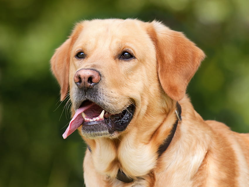 Tiere, Hund, Schnauze, hervorstehende Zunge, herausgestreckte Zunge, Labrador HD-Hintergrundbild
