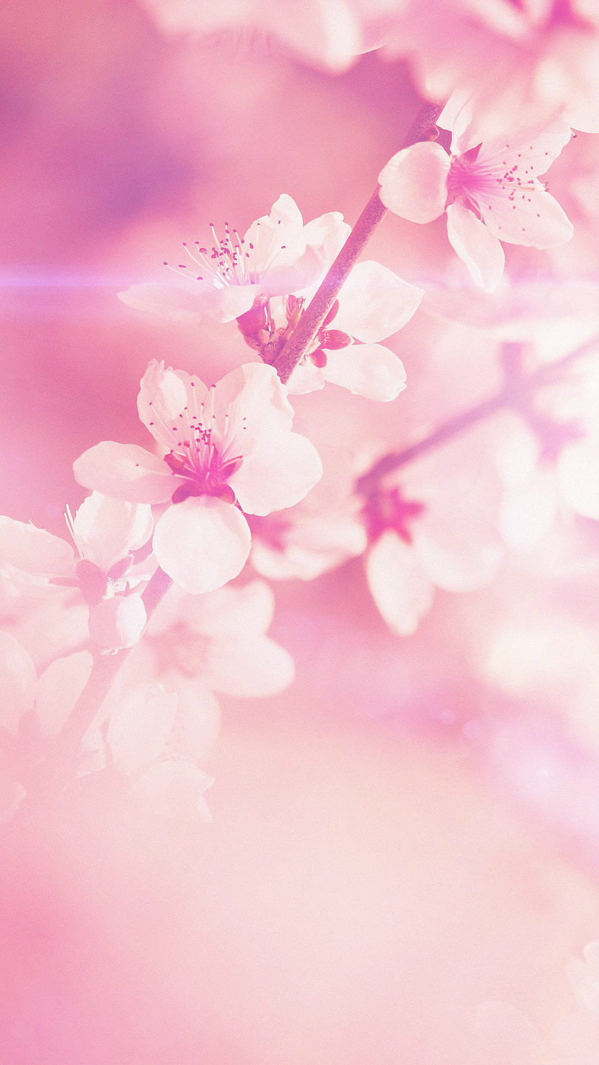 Spring Flower Pink Cherry Blossom Flare Nature iPhone 6 HD phone wallpaper