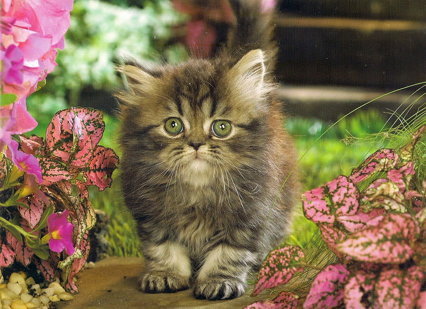 Can you give me a hug, flowers grass, kitten, pink, green HD wallpaper