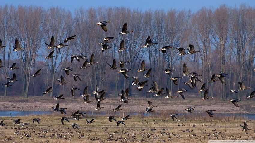 flock of wild ducks, flock, duck, wild, bird HD wallpaper