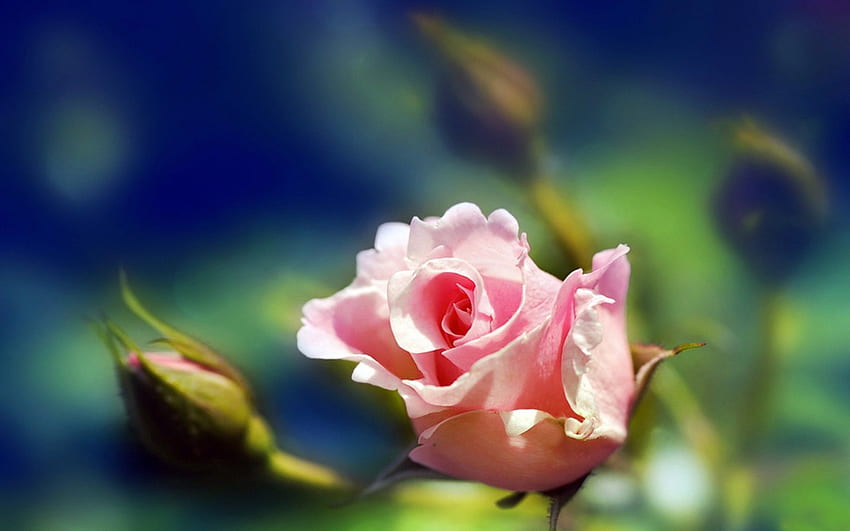 *** Pembe Gül ***, rozowa, roza, natura, kwiaty HD duvar kağıdı