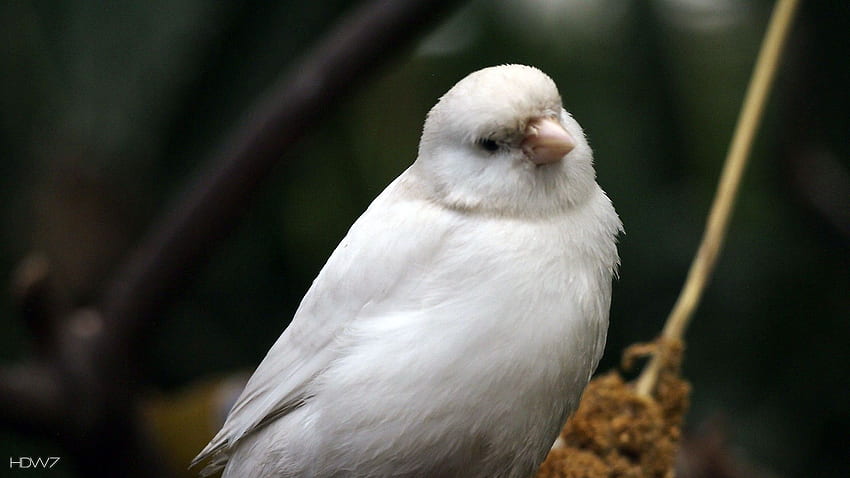 canary white bird. gallery HD wallpaper