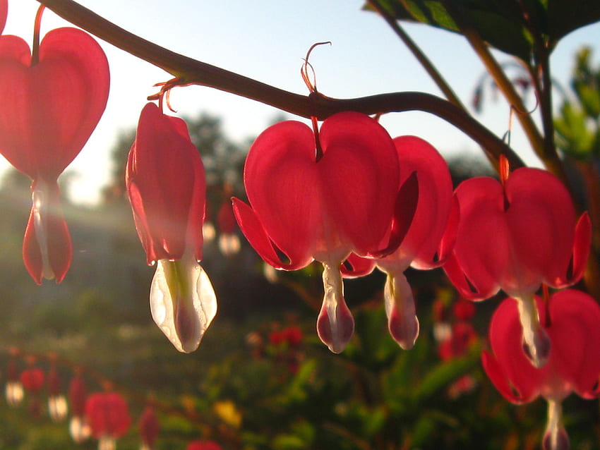 Flores de corazón - Flor de corazón sangrante roja - & , Corazones y flores fondo de pantalla