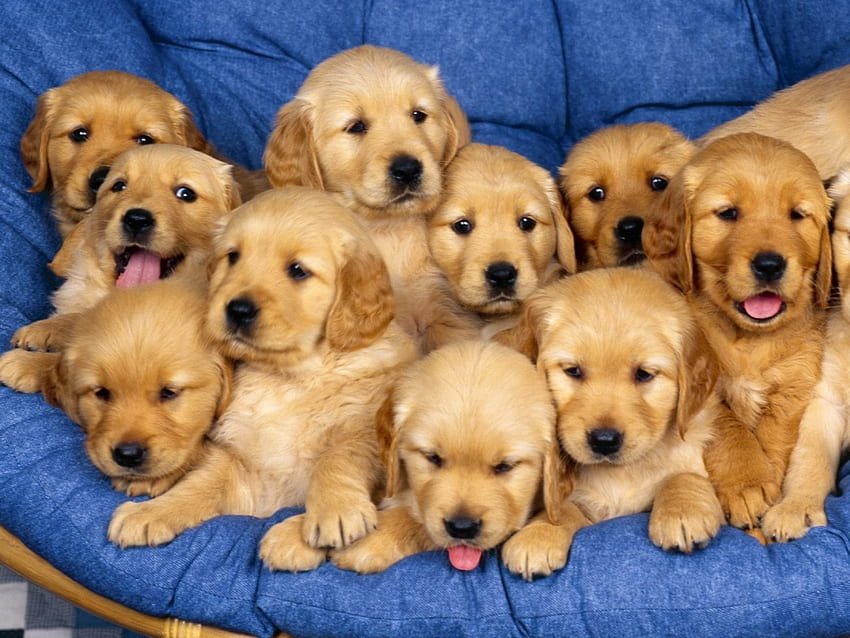 So Cute, dogs, cute, labradors, animals HD wallpaper | Pxfuel