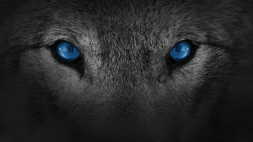 Арктически вълк. Лидерът в операциите по сигурността, Blue Wolf Eyes HD тапет