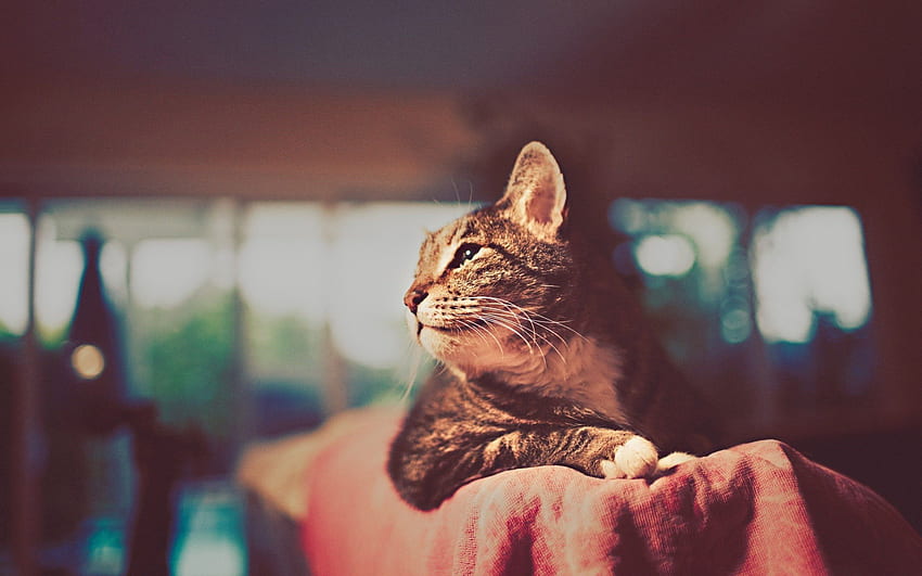 per Modern Vintage graphy Tumblr 2014 . Chat et chatons, Animaux, Felin, Modern Cat Sfondo HD