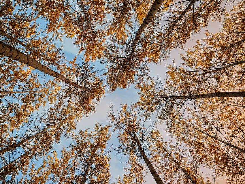 naturaleza, árboles, otoño, vista inferior fondo de pantalla