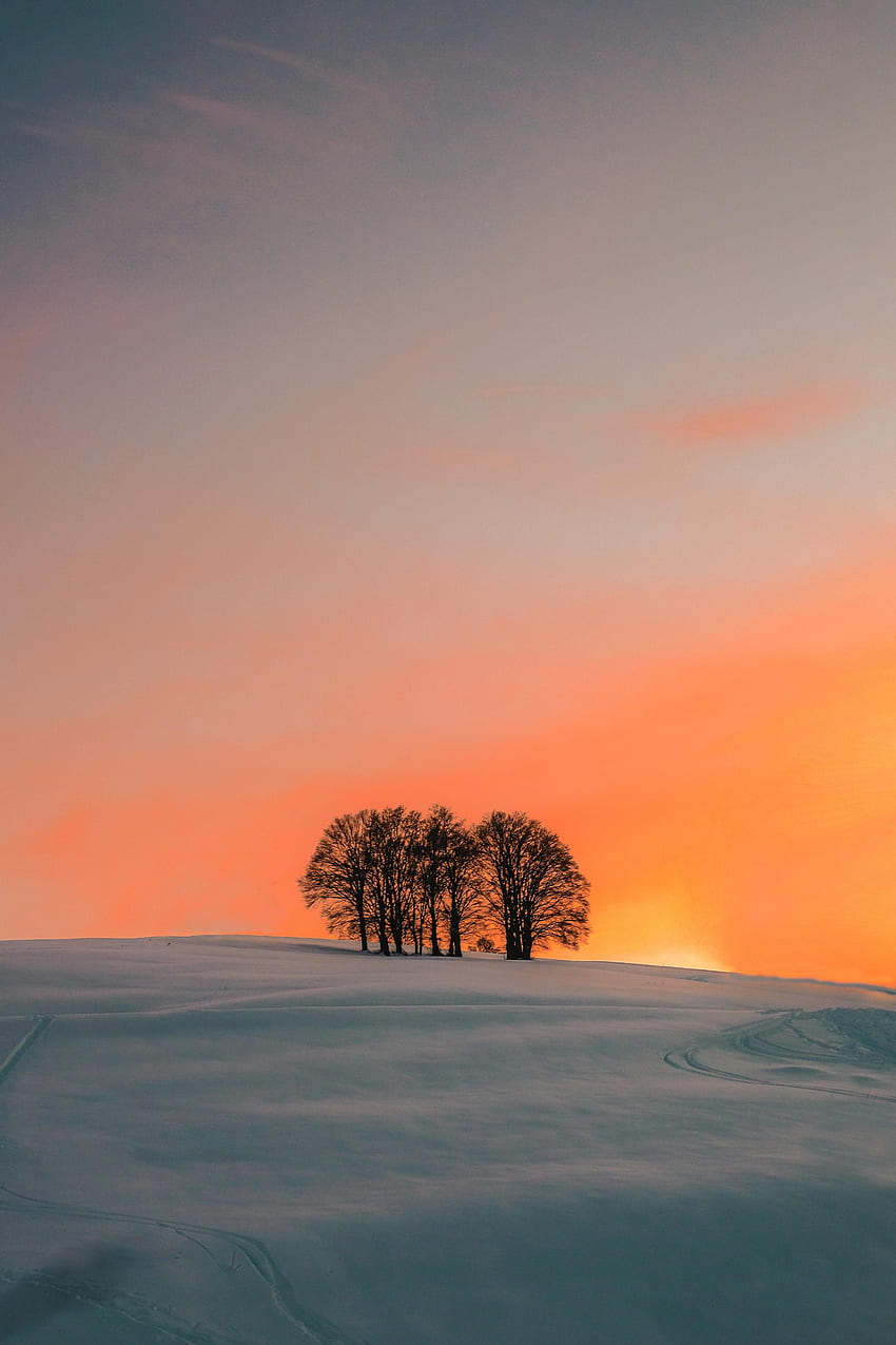 Winter, Nature, Trees, Sunset, Snow, Field HD phone wallpaper