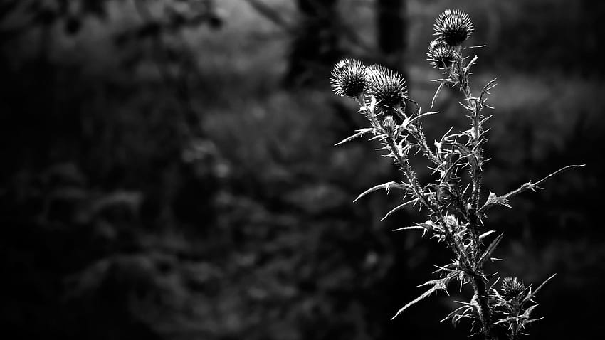Alam Grayscale Thistles . Wallpaper HD